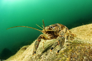 Crayfish Orconectes limosus (Hérault river, France) by Mathieu Foulquié 